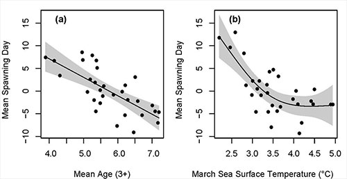 jpg As age of the spawning population increases, spawning begins earlier (a). Warmer temperatures mean earlier spawning to a point around 4 degrees C; above that temperature, spawning time levels out (b).