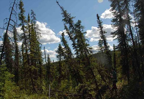 jpg The ‘drunken forest,’ where trees lean and tilt when the permafrost under them thaws.