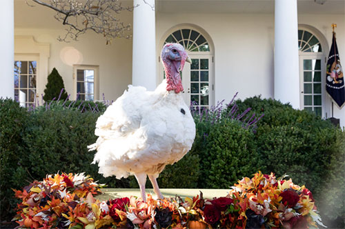 Peas, 2018 National Thanksgiving Turkey