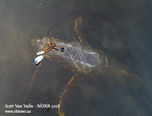 jpg Two Alaskans Postpone Thanksgiving to Rescue Entangled Whale Near Prince of Wales Island