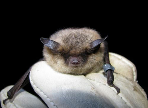 jpg Little brown bats remain a northern mystery