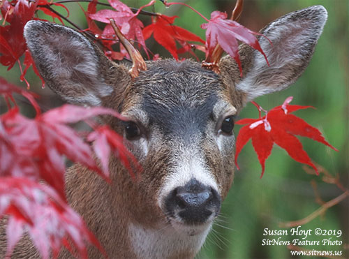 Front Page Feature Photo by SUSAN HOYT 