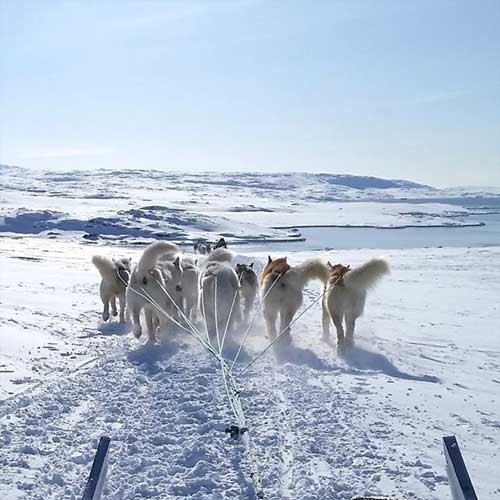 jpg Unique sled dogs helped the inuit thrive in the North American Arctic 