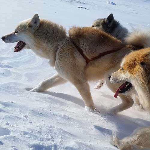 jpg A team of Greenland sled dogs working in Greenland’s Disko Bay. The ancestors of these dogs arrived with the Inuit to the North American Arctic. 