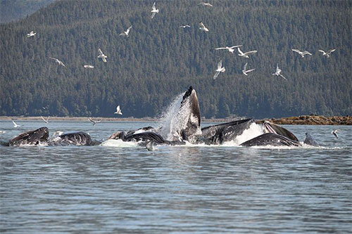 New Study Shows Economic Importance of Alaska’s Whale-Watching Industry