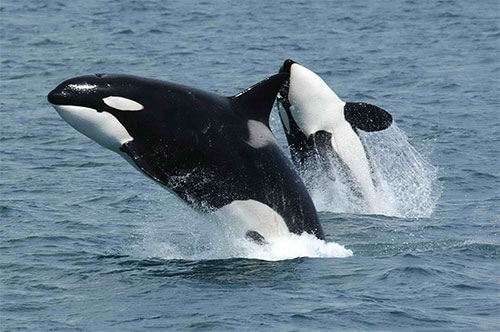 jpg Listening to the voices of killer whales 