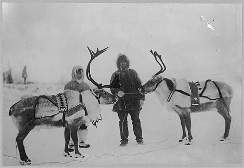 jpg Alaska reindeer