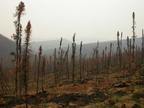 jpg Alaska black spruce burn