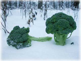jpg broccoli