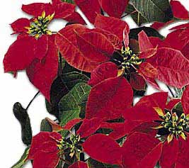 jog poinsettias