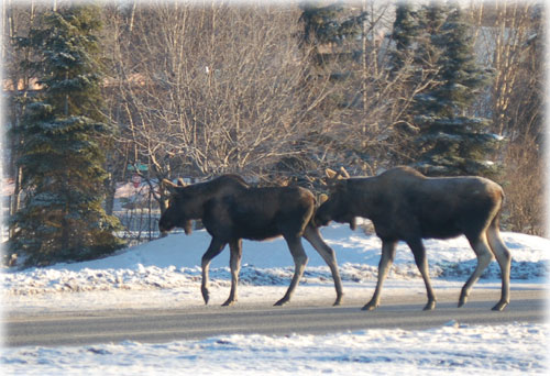 Crosswalk Moose
