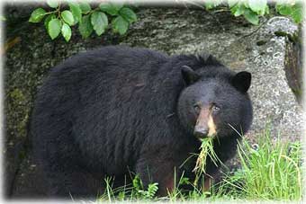 Black Bear