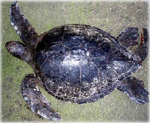 Rare Find, Green Sea Turtle Found in Alaska