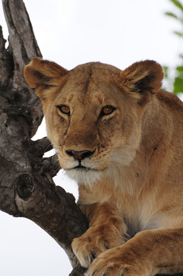 jpg  A lioness in Masai Mara National Reserve