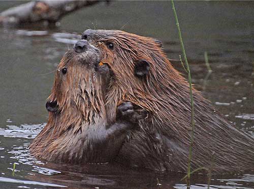 jpg beavers