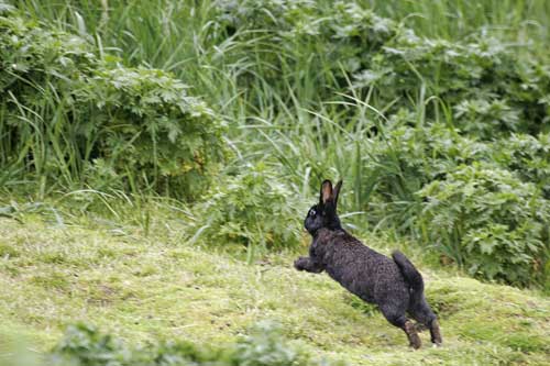 jpg Rabbits as island invaders