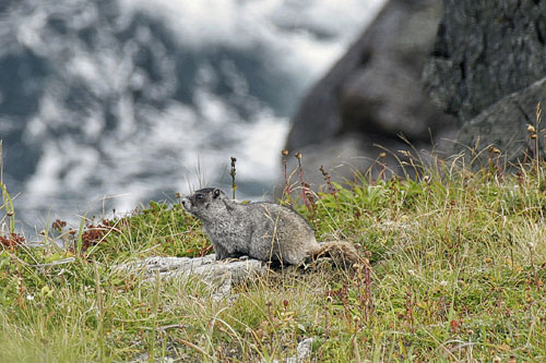 jpg A hoary marmot on Sud Island.
