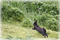 Rabbits and marmots as island invaders