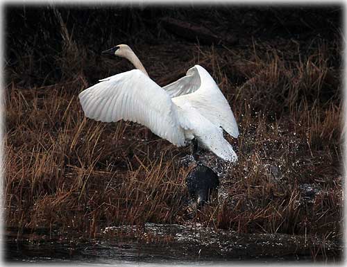 Front Page Photo By SUSAN HOYT