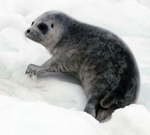 jpg Bering Sea Ringed Seal Pup