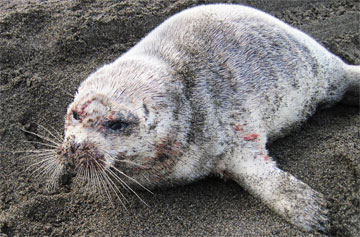 jpg Ringed seal with sores on skin 