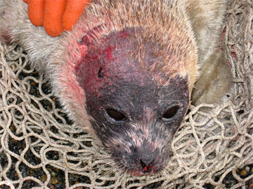 jpg Seal with sores on eyes