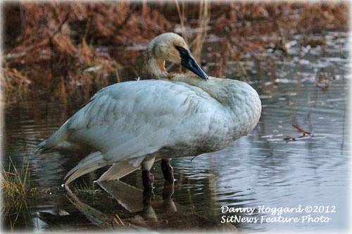 jpg Death of Trumpter Swans Under Investigation