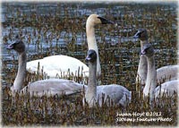 Death of Trumpter Swans Under Investigation 