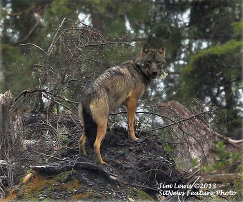 jpg The Enigma of the Southeast Alaska Wolf 