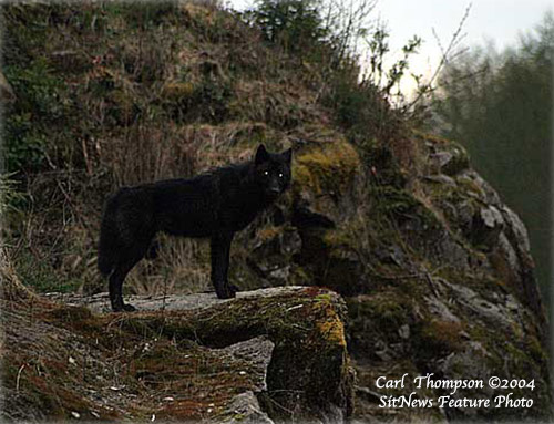 jpg This wolf was photographed in April 2004 close to North Tongass Highway at approximately 17 miles north of Ketchikan.
File photograph by CARL THOMPSON 