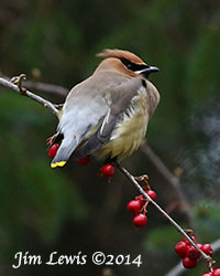 Annual Christmas Bird Counts Scheduled