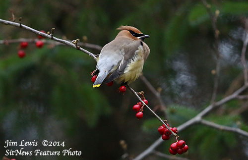 jpg This Cedar Waxwing photographed in Ketchikan on December 14, 2014.