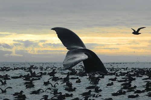 jpg Fisheries of Bristol Bay Off Limits to Oil & Gas Development