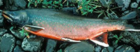 Alaska fish adjust to climate change by following the food