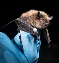 Two bat species newly recorded as Alaska residents