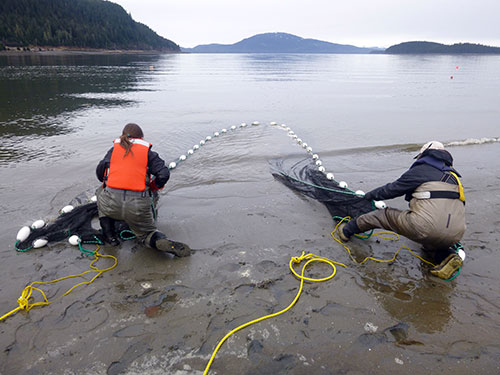 jpg Emily Whitney and Doug Duncan pull in a seine net. 