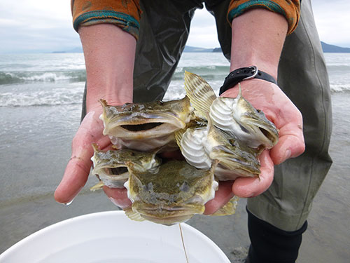 jpg Glacier meltwater into Southeast Alaska estuaries influences fish diets 