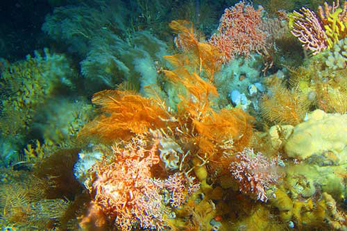 jpg Alaska’s Secret Gardens:
Aleutian Island Coral Gardens Hold Secrets - Some That May Save Lives 