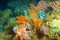 laska’s Secret Gardens:
Aleutian Island Coral Gardens Hold Secrets - Some That May Save Lives