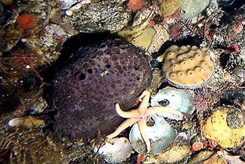 jpg Aleutian sponge Latrunculia oparinae