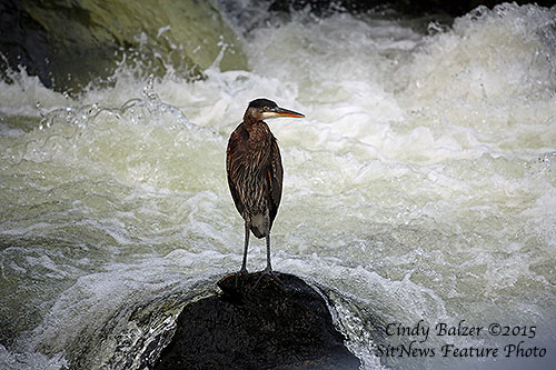 Front Page Photograph By CINDY BALZER