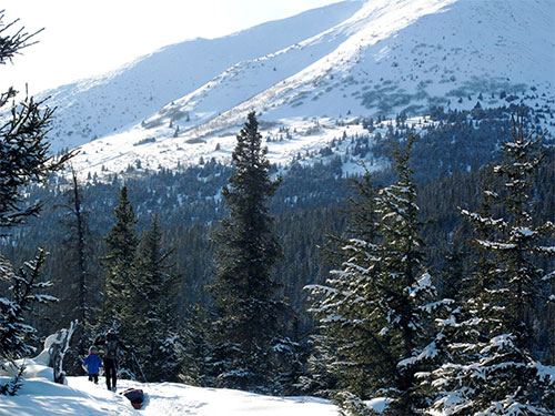 jpg Kenai bark beetles primed 
for another run 