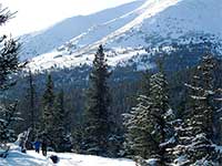 Kenai bark beetles primed 
for another run