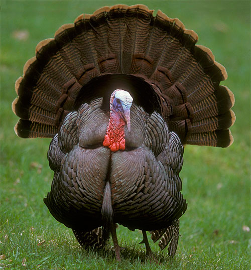 jpg The Eastern Wild Turkey