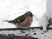 Alaska's birds have amazing set of winter survival tricks