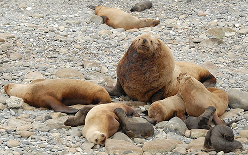 jpg Steller sea lions 