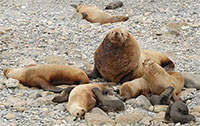 Endangered Steller sea lions continue to decline in 2016 in the western Aleutians 