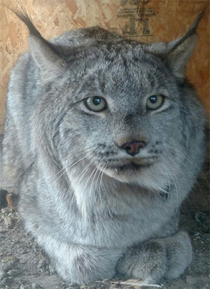 jpg Copper Valley couple caught a lynx that wandered all the way from Canada 