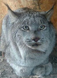 Copper Valley couple caught a lynx that wandered all the way from Canada