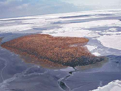 jpg Spectacled eiders in winter ice